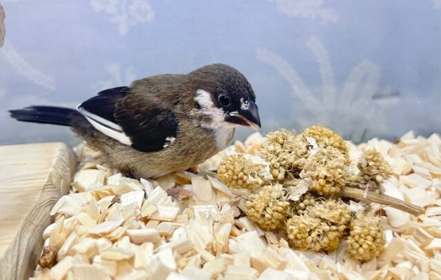 十姉妹（ジュウシマツ）