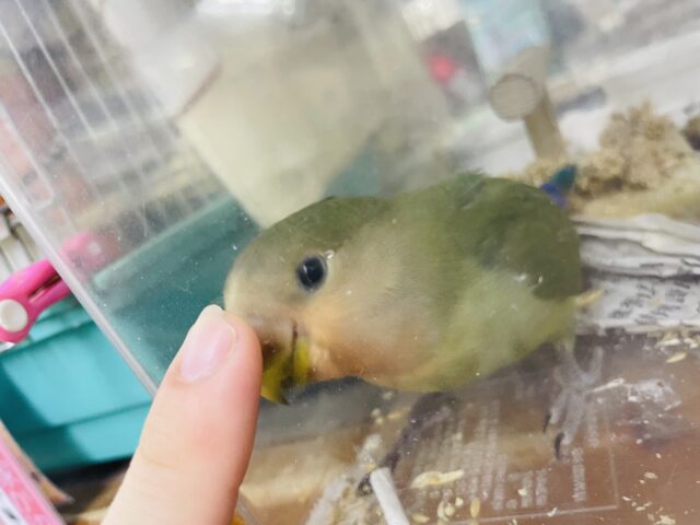 コザクラインコ（小桜インコ）