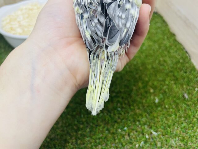 オカメインコ