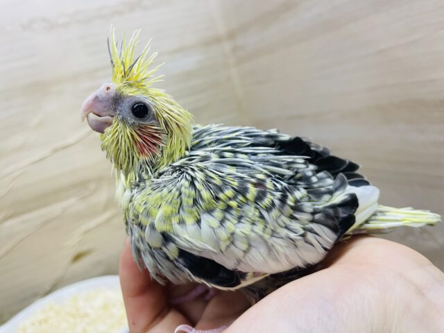 オカメインコ