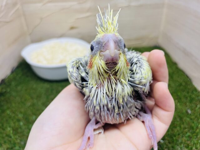オカメインコ