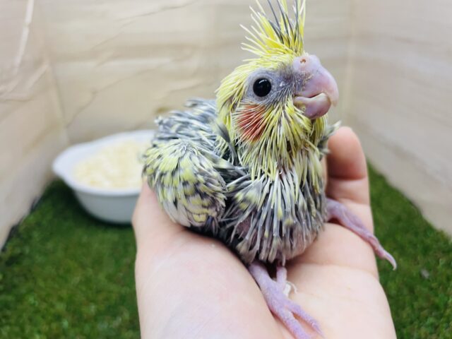 オカメインコ