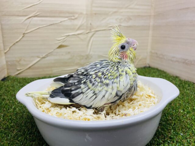 オカメインコ