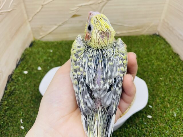 オカメインコ