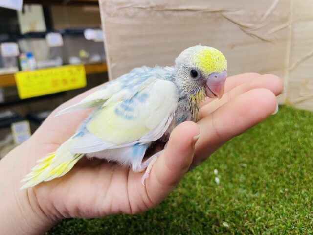 セキセイインコ