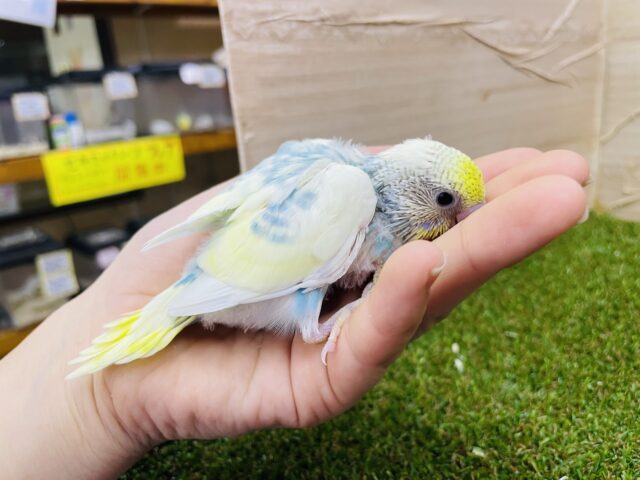 セキセイインコ