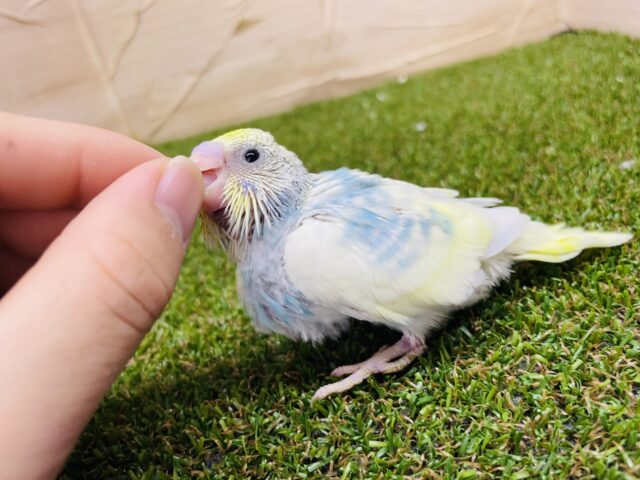 セキセイインコ