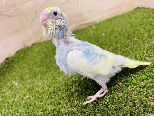 セキセイインコ