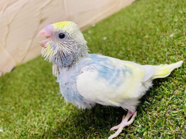 一緒にしゅわしゅわ☁️🍬しゅわしゅわセキセイ🍬 セキセイインコ パステルレインボーパイド セキセイインコ