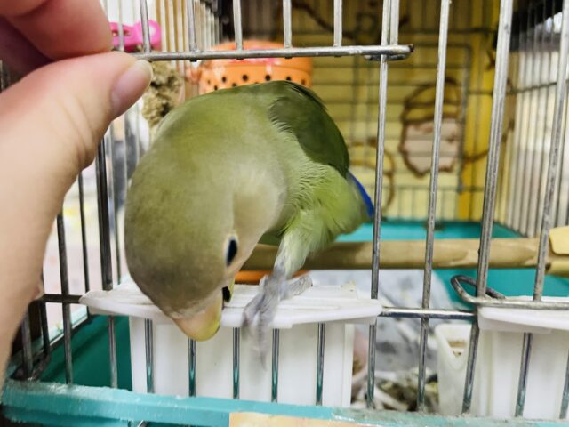 コザクラインコ（小桜インコ）