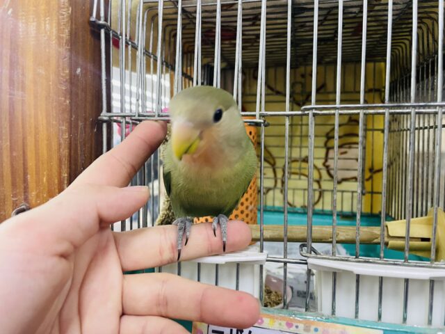 コザクラインコ（小桜インコ）