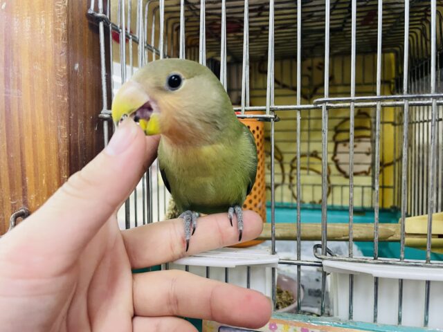 コザクラインコ（小桜インコ）