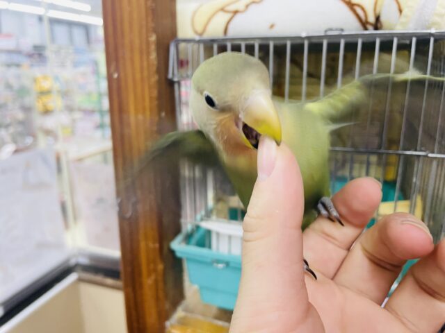 コザクラインコ（小桜インコ）