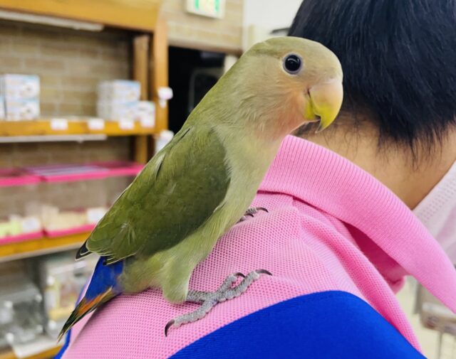 コザクラインコ（小桜インコ）