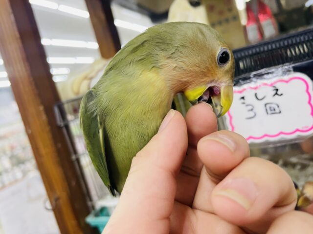 コザクラインコ（小桜インコ）