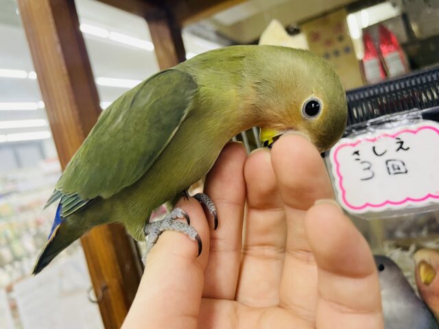 コザクラインコ（小桜インコ）