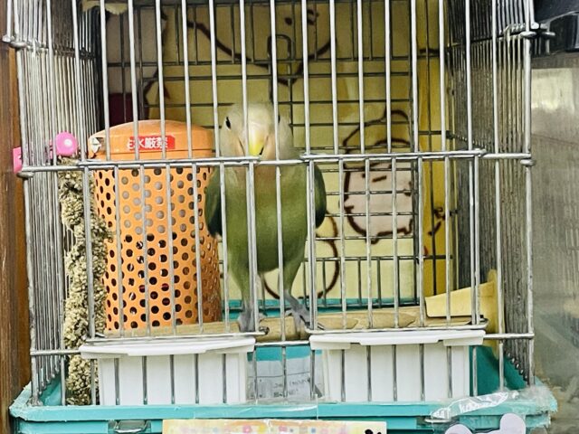 コザクラインコ（小桜インコ）