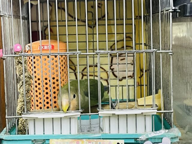 コザクラインコ（小桜インコ）