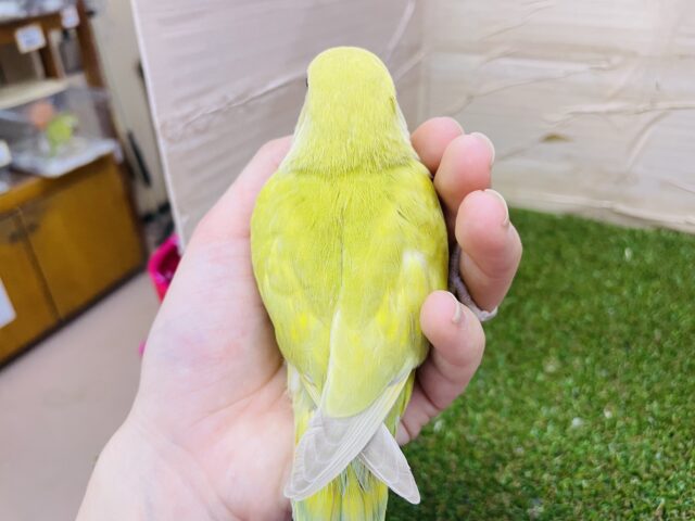 コザクラインコ（小桜インコ）