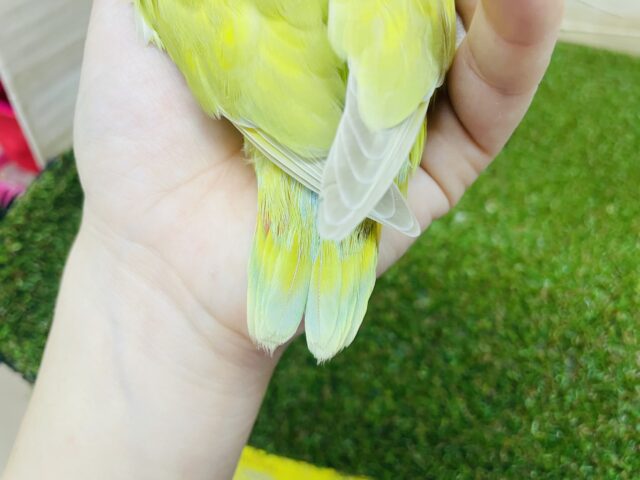 コザクラインコ（小桜インコ）