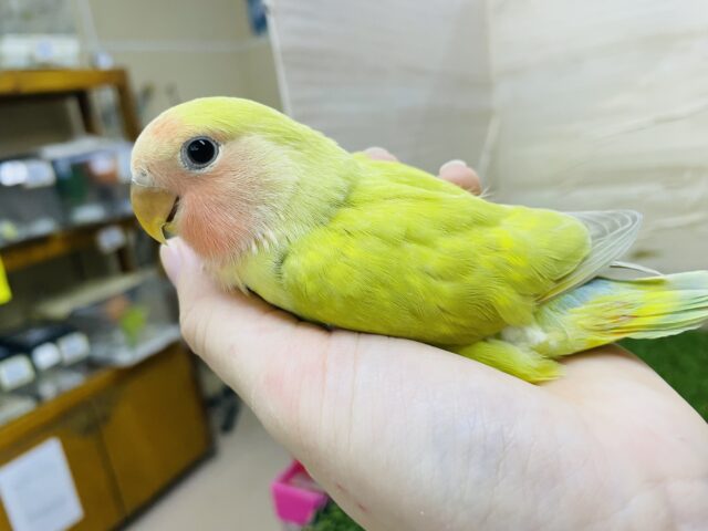 コザクラインコ（小桜インコ）