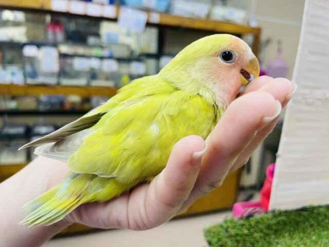 コザクラインコ（小桜インコ）