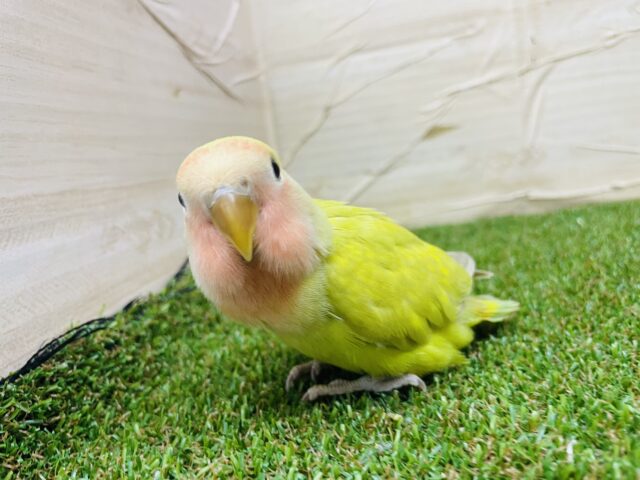 コザクラインコ（小桜インコ）