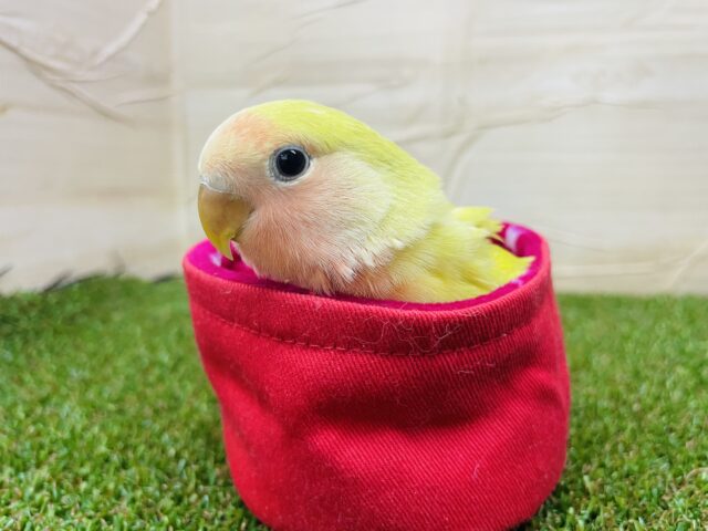 コザクラインコ（小桜インコ）