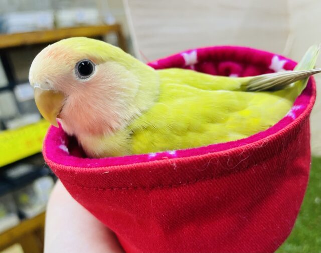 コザクラインコ（小桜インコ）