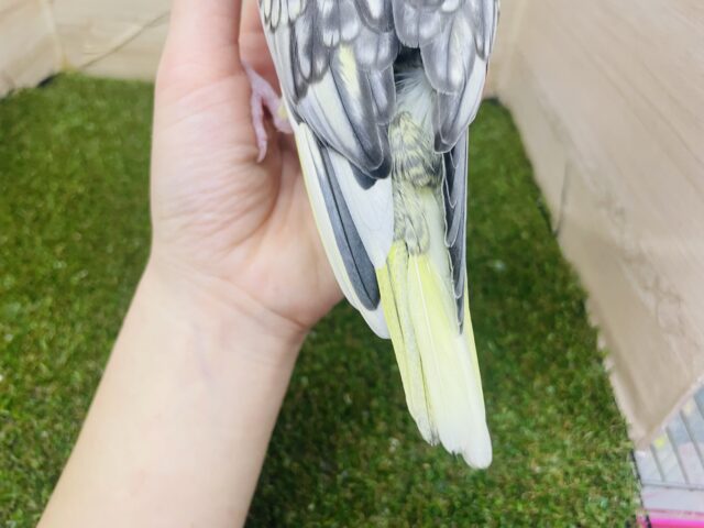 オカメインコ
