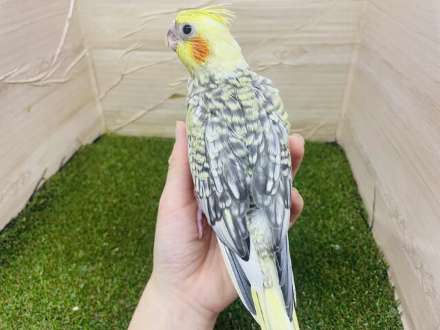 オカメインコ