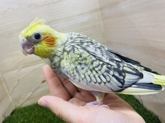 オカメインコ