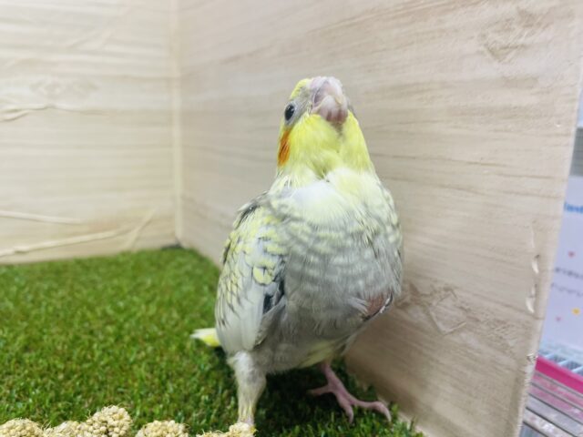 オカメインコ