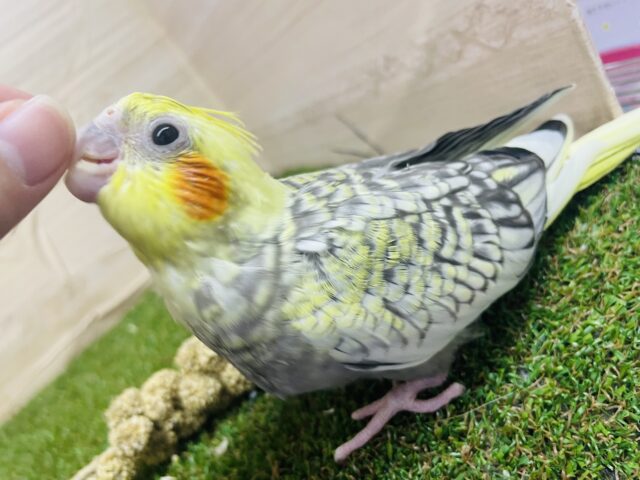 オカメインコ