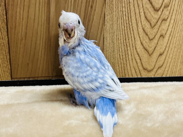 セキセイインコ