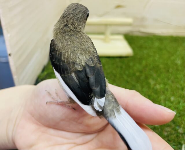 十姉妹（ジュウシマツ）