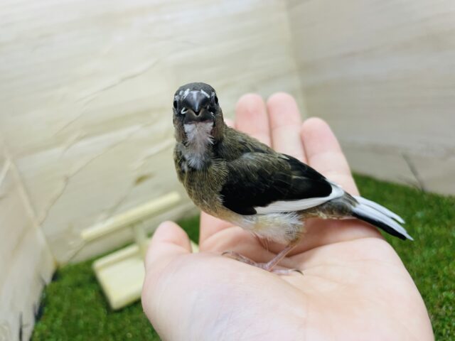 十姉妹（ジュウシマツ）