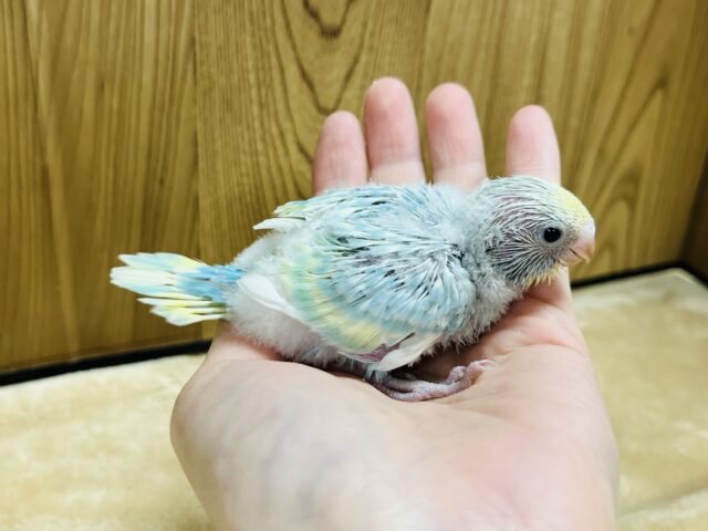 セキセイインコ