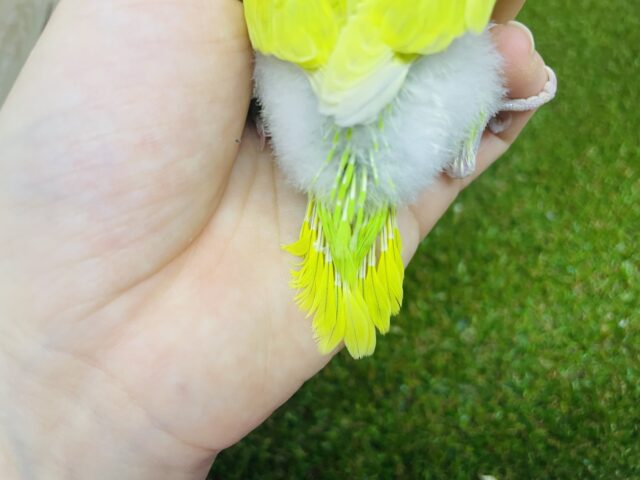 セキセイインコ