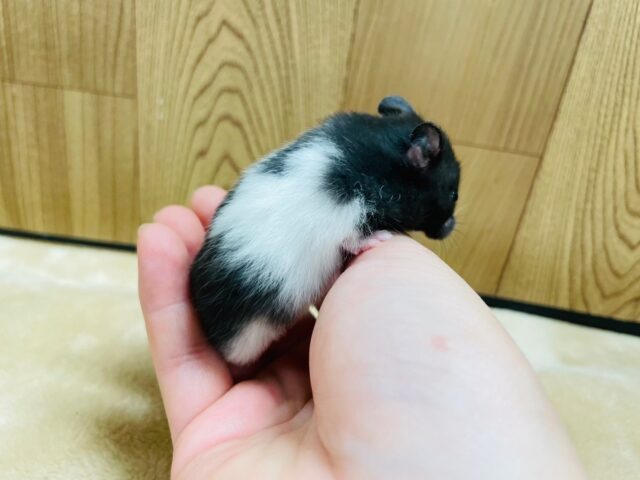 ゴールデンハムスター