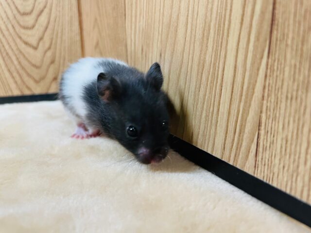 ゴールデンハムスター