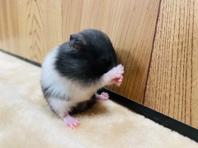 ゴールデンハムスター