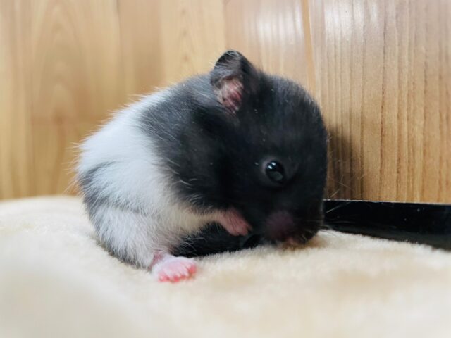 ゴールデンハムスター