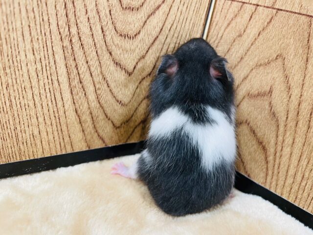 ゴールデンハムスター