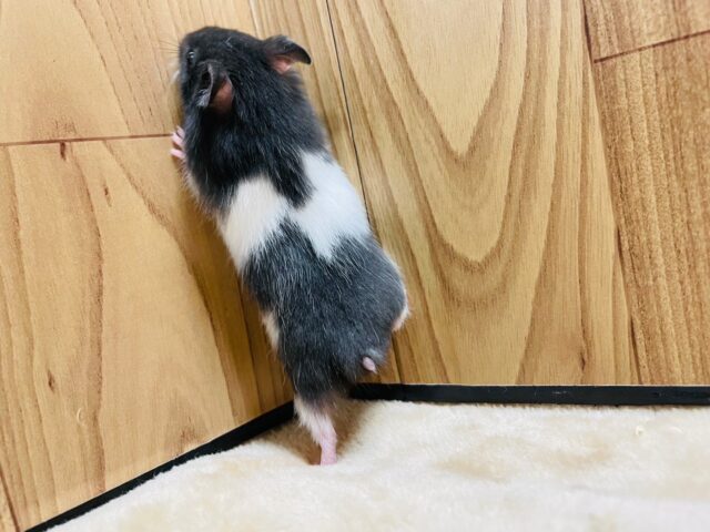 ゴールデンハムスター