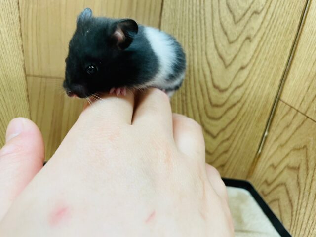 ゴールデンハムスター