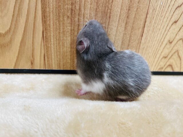 ゴールデンハムスター