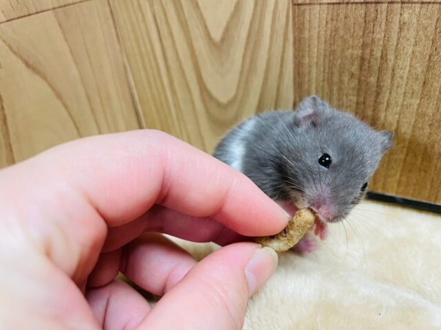 ゴールデンハムスター