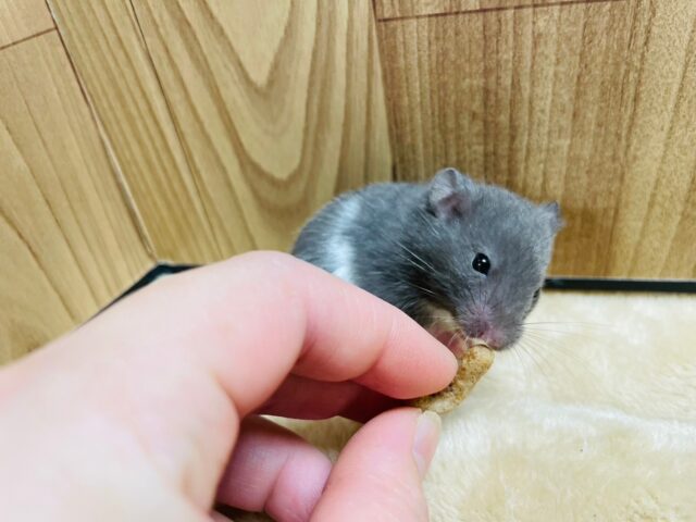 ゴールデンハムスター