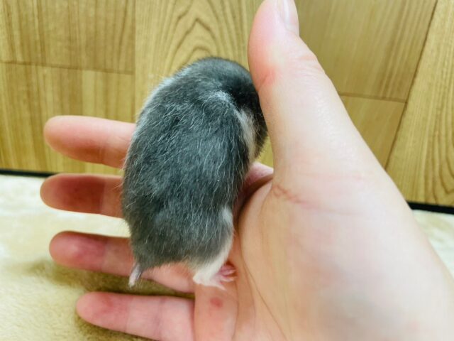 ゴールデンハムスター